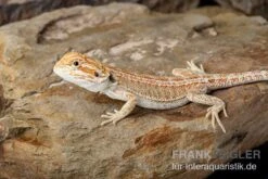Bartagame, Pogona Vitticeps, Farbmix -JBL || sera || TETRA Verkäufe Bartagame Pogona vitticeps Red Hypo Striped 8