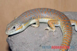 Berberskink, Eumeces Schneiderii -JBL || sera || TETRA Verkäufe Berberskink Eumeces schneiderii 1