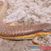 Berberskink, Eumeces Schneiderii 2 Berberskink, Eumeces Schneiderii -JBL || sera || TETRA Verkäufe Berberskink Eumeces schneiderii neu 1