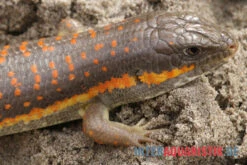 Berberskink, Eumeces Schneiderii -JBL || sera || TETRA Verkäufe Berberskink Eumeces schneiderii neu 3