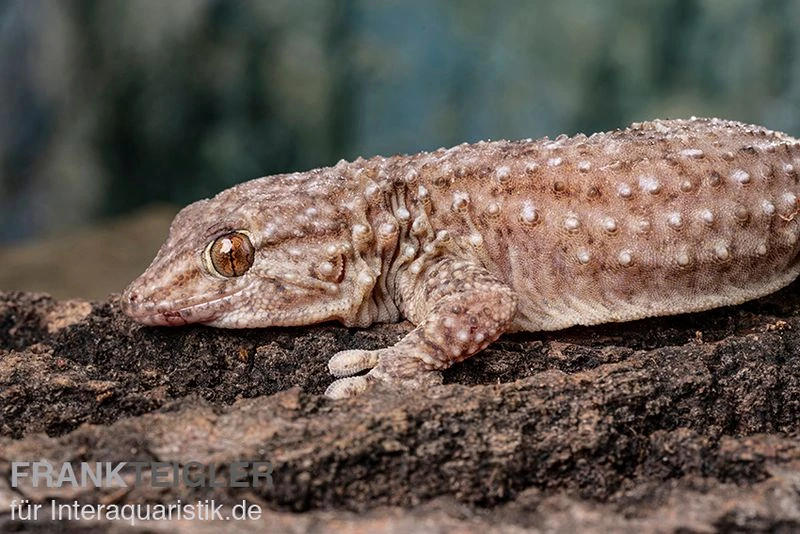 Bibrons Dickfingergecko, Chondrodactylus Bibronii 4 Bibrons Dickfingergecko, Chondrodactylus Bibronii – Bild 2