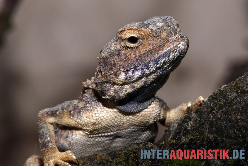 Blasse Wüstenagame, Trapelus Pallidus 3 Blasse Wüstenagame, Trapelus Pallidus