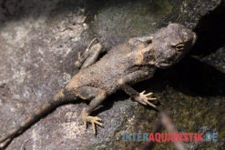 Blasse Wüstenagame, Trapelus Pallidus 7 Blasse Wüstenagame, Trapelus Pallidus -JBL || sera || TETRA Verkäufe Blasse Wuestenagame Trapelus pallidus 3