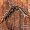Blaubeiniger Hundertfüßer, Scolopendra Cf. Valida "Blue Legs Westafrica" -JBL || sera || TETRA Verkäufe Blaubeiniger Hundertfuesser Scolopendra cf valida Blue Legs Westafrica 1