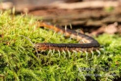 Blaubeiniger Hundertfüßer, Scolopendra Cf. Valida "Blue Legs Westafrica" -JBL || sera || TETRA Verkäufe Blaubeiniger Hundertfuesser Scolopendra cf valida Blue Legs Westafrica 2