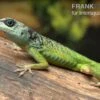 Blaugrüner Barbadosanolis, Anolis Extremus 2 Blaugrüner Barbadosanolis, Anolis Extremus -JBL || sera || TETRA Verkäufe Blaugruener Barbadosanolis Anolis extremus Paar 1