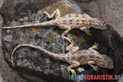 Blaukehl-Agame, Trapelus Savignii -JBL || sera || TETRA Verkäufe Blaukehl Agame Trapelus savignii 3