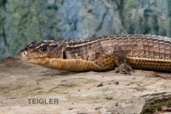 Braune Schildechse, Gerrhosaurus Major -JBL || sera || TETRA Verkäufe Braune Schildechse Gerrhosaurus major 1