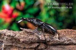 Bucephalus-Hirschkäfer, Dorcus Bucephalus -JBL || sera || TETRA Verkäufe Bucephalus Hirschkaefer Dorcus bucephalus 4