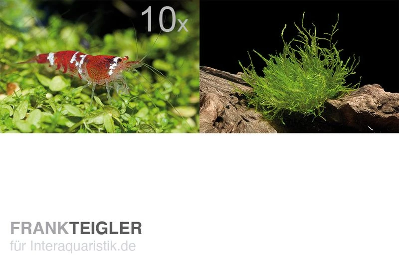 Bundle Scaper Truppe: 10 X Crystal Red Garnele + Mangrovenwurzel Mit Moos 3 Bundle Scaper Truppe: 10 X Crystal Red Garnele + Mangrovenwurzel Mit Moos