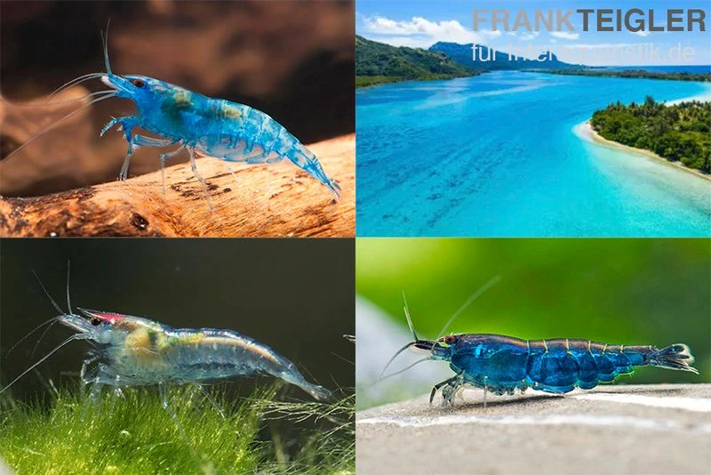 Bundle: Zwerggarnelen-Set "Blaue Lagune", 5 X Blue Jelly + 5 X Blue Dream + 5 X Blue Diamond Garnelen 3 Bundle: Zwerggarnelen-Set "Blaue Lagune", 5 X Blue Jelly + 5 X Blue Dream + 5 X Blue Diamond Garnelen