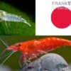 Bundle: Zwerggarnelen-Set "Japan", 10 X Sakura Red + 10 X White Pearl Garnelen 2 Bundle: Zwerggarnelen-Set "Japan", 10 X Sakura Red + 10 X White Pearl Garnelen -JBL || sera || TETRA Verkäufe Bundle Zwerggarnelen Set Japan 10 x Sakura Red 10 x White Pearl