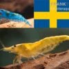 Bundle: Zwerggarnelen-Set "Schweden", 10 X Blue Dream + 10 X Yellow Fire Garnelen -JBL || sera || TETRA Verkäufe Bundle Zwerggarnelen Set Schweden 10 x Blue Dream 10 x Yellow Fire Garnelen