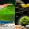 Bundle Bunte Truppe: 10 X Neocaridina Im Farbmix + Javamoos -JBL || sera || TETRA Verkäufe Bunte Truppe 10 x Neocaridina im Farbmix Mooskugel
