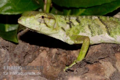 Buntleguan, Polychrus Marmoratus -JBL || sera || TETRA Verkäufe Buntleguan Polychrus marmoratus 2