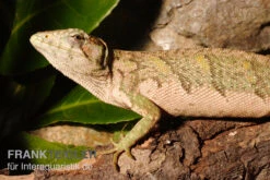 Buntleguan, Polychrus Marmoratus -JBL || sera || TETRA Verkäufe Buntleguan Polychrus marmoratus 3