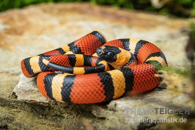 Campbell Dreiecksnatter "Apricot", Lampropeltis Tringulum Campbelli 4 Campbell Dreiecksnatter "Apricot", Lampropeltis Tringulum Campbelli – Bild 2