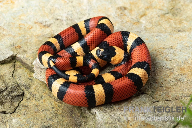 Campbell Dreiecksnatter "Apricot", Lampropeltis Tringulum Campbelli 3 Campbell Dreiecksnatter "Apricot", Lampropeltis Tringulum Campbelli