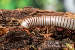 Caudulanus-Tausendfüßer, Spirobolus Caudulanus -JBL || sera || TETRA Verkäufe Caudulanus Tausendfuesser Spirobolus caudulanus 3