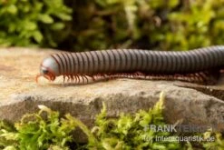 Caudulanus-Tausendfüßer, Spirobolus Caudulanus -JBL || sera || TETRA Verkäufe Caudulanus Tausendfuesser Spirobolus caudulanus 4