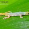 Conrau`s Zwerggecko, Lygodactylus Conraui -JBL || sera || TETRA Verkäufe Conraus Zwerggecko Lygodactylus conraui 1