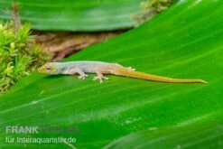 Conrau`s Zwerggecko, Lygodactylus Conraui -JBL || sera || TETRA Verkäufe Conraus Zwerggecko Lygodactylus conraui 2
