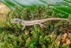 Conrau`s Zwerggecko, Lygodactylus Conraui -JBL || sera || TETRA Verkäufe Conraus Zwerggecko Lygodactylus conraui 3
