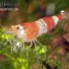 Bundle: 10x Crystal Red Garnele, Caridina Logemanni + Moos -JBL || sera || TETRA Verkäufe Crystal Red Garnele caridina logemanni