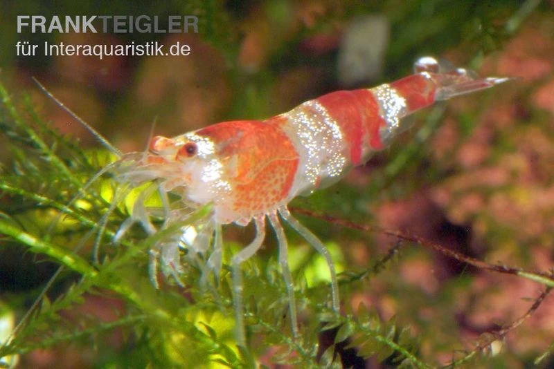 Bundle: 10x Crystal Red Garnele, Caridina Logemanni + Moos 3 Bundle: 10x Crystal Red Garnele, Caridina Logemanni + Moos