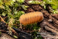 Mandarin-Assel, Cubaris Sp. “RubberduckyMandarin” -JBL || sera || TETRA Verkäufe Cubaris sp Rubberducky Mandarin Assel