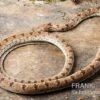 Diademnatter, Spalerosophis Diadema -JBL || sera || TETRA Verkäufe Diademnatter Spalerosophis diadema 1