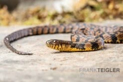 Diamant-Schwimmnatter, Nerodia Rhombifer -JBL || sera || TETRA Verkäufe Diamant Schwimmnatter Nerodia rhombifer 3