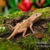 Dickkopfanolis, Anolis Cybotes -JBL || sera || TETRA Verkäufe Dickkopfanolis Anolis cybotes 2