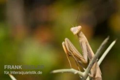Europäische Gottesanbeterin, Mantis Religiosa -JBL || sera || TETRA Verkäufe Europaeische Gottesanbeterin Mantis religiosa