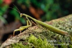 Europäische Gottesanbeterin, Mantis Religiosa -JBL || sera || TETRA Verkäufe Europaeische Gottesanbeterin Mantis religiosa neu 2