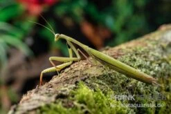 Europäische Gottesanbeterin, Mantis Religiosa -JBL || sera || TETRA Verkäufe Europaeische Gottesanbeterin Mantis religiosa neu 3