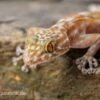 Fächerfingergecko, Ptyodactylus Ragazzi -JBL || sera || TETRA Verkäufe Faecherfingergecko Ptyodactylus ragazzi 1