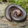 Firehead-Millipede, Spirostreptus Servatius -JBL || sera || TETRA Verkäufe Firehead Millipede
