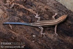 Fünfstreifenskink, Trachylepis Quinquetaeniata -JBL || sera || TETRA Verkäufe Fuenfstreifenskink Trachylepis quinquetaeniata 1 neu jpg