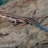 Fünfstreifenskink, Trachylepis Quinquetaeniata -JBL || sera || TETRA Verkäufe Fuenfstreifenskink Trachylepis quinquetaeniata 2 neu jpg