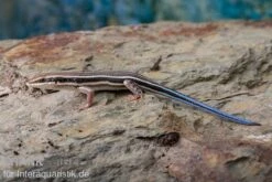 Fünfstreifenskink, Trachylepis Quinquetaeniata -JBL || sera || TETRA Verkäufe Fuenfstreifenskink Trachylepis quinquetaeniata 3 neu jpg