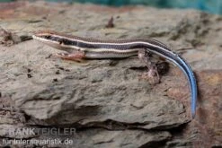 Fünfstreifenskink, Trachylepis Quinquetaeniata -JBL || sera || TETRA Verkäufe Fuenfstreifenskink Trachylepis quinquetaeniata 4 neu jpg