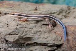 Fünfstreifenskink, Trachylepis Quinquetaeniata -JBL || sera || TETRA Verkäufe Fuenfstreifenskink Trachylepis quinquetaeniata 5 neu jpg