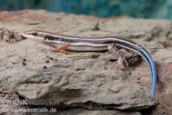Fünfstreifenskink, Trachylepis Quinquetaeniata -JBL || sera || TETRA Verkäufe Fuenfstreifenskink Trachylepis quinquetaeniata 6 neu jpg