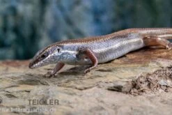 Fünfstreifenskink, Trachylepis Quinquetaeniata -JBL || sera || TETRA Verkäufe Funfstreifenskink Trachylepis quinquetaeniata 2 1