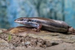 Fünfstreifenskink, Trachylepis Quinquetaeniata -JBL || sera || TETRA Verkäufe Funfstreifenskink Trachylepis quinquetaeniata 2 2