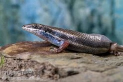Fünfstreifenskink, Trachylepis Quinquetaeniata -JBL || sera || TETRA Verkäufe Funfstreifenskink Trachylepis quinquetaeniata 2 3