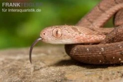Gansi-Eierschlange, Dasypeltis Gansi -JBL || sera || TETRA Verkäufe Gansi Eierschlange Dasypeltis gansi neu 4