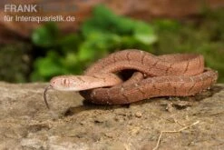 Gansi-Eierschlange, Dasypeltis Gansi -JBL || sera || TETRA Verkäufe Gansi Eierschlange Dasypeltis gansi neu 5
