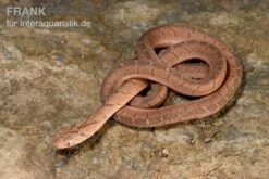 Gansi-Eierschlange, Dasypeltis Gansi -JBL || sera || TETRA Verkäufe Gansi Eierschlange Dasypeltis gansi neu 6